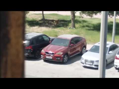 A DOG WHO IS LOCKED BY A MAN