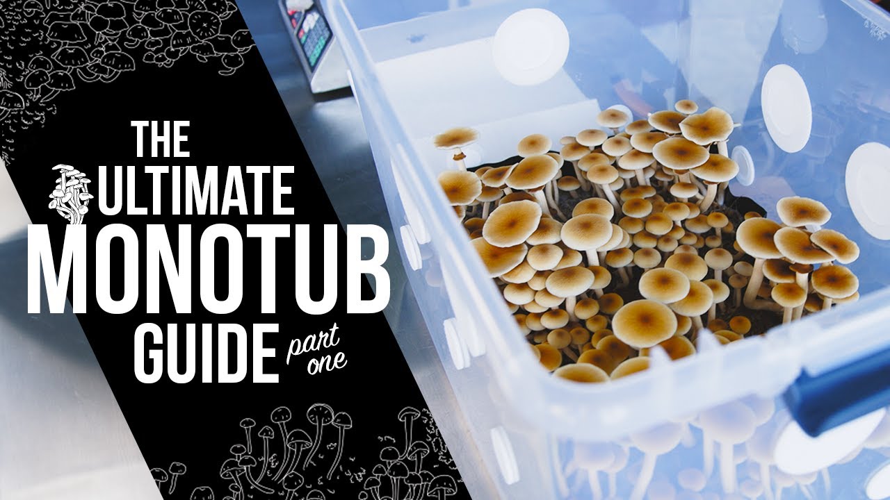 How to Build a Monotub | Step-by-Step DIY Guide for Indoor Mushroom Growing | Monotub Tek | (Part 1)