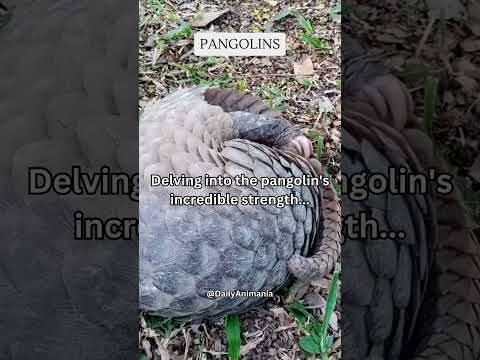 Pangolins incredible strength... #share #subscribe #animania