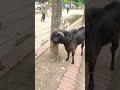 Angry Male Goat Attacks