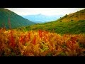 Peaceful Nature Sounds Wind & Birds | Use To Sleep, Study, Relax, Meditate, Focus | White Noise