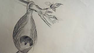 preview picture of video 'How to stech nest of sugaran baya Weaver birds with charcoal pencil'