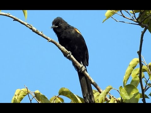 Trupiál tmavý (Icterus pyrrhopterus) — video o speve a chove
