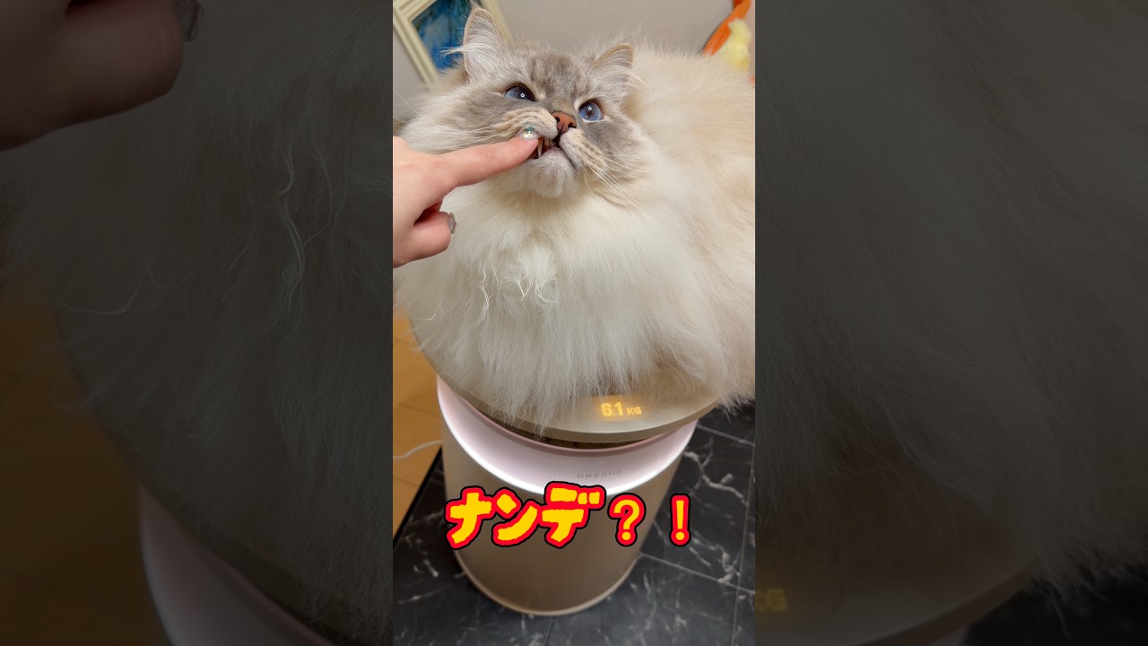 【ナンデ】猫の体重が測れる空気清浄機をGETしました  #猫#cat#サイベリアン#ネヴァマスカレード