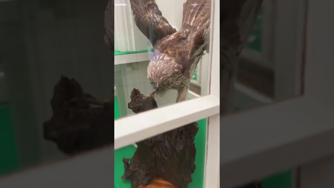 YouTube Short thumbnail