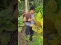 LANGIT LANGIT ROSO Kang Jan Ts