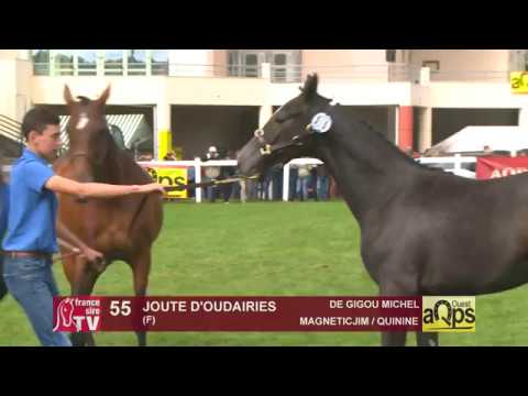 Show AQPS 2019 : Lot 55 - JOUTE D'OUDAIRIES