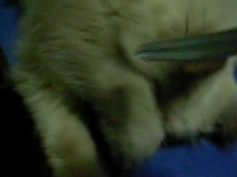 Bibiana brincando com cordinha.MOV