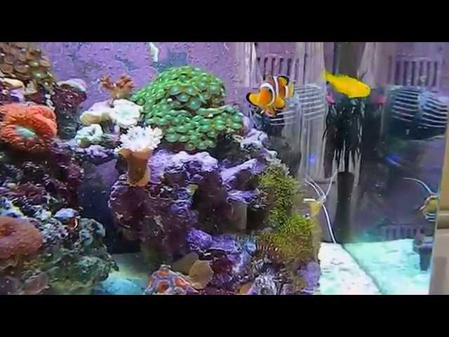 Nano Reef Tank 60L Boyu TL-450