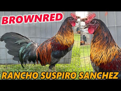 Brownred Asil Rancho Suspiro Sánchez Joquicingo Mexico