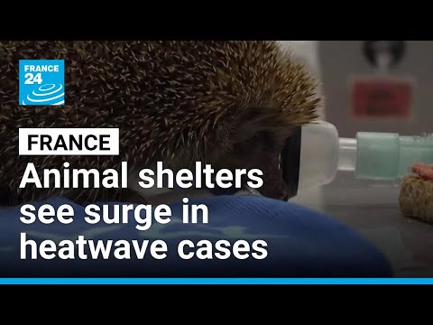 French animal shelters see surge in heatwave cases