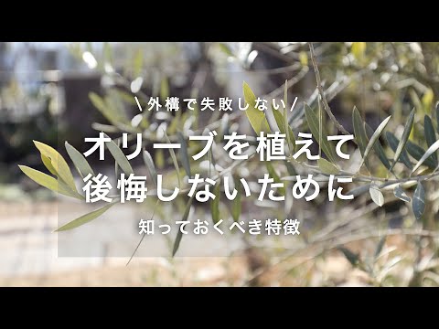 オリーブの木が嫌うものは何ですか? どの日光にさらすかを選択します