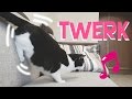 Wigle Wigle TWERK