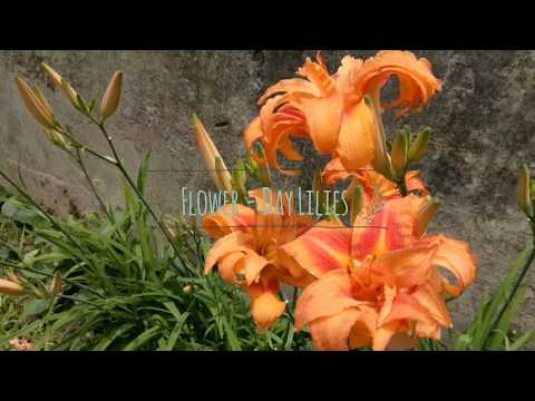Beautiful Flower - Day Lilies || Blooming in Garden || Fahmida's Gardening