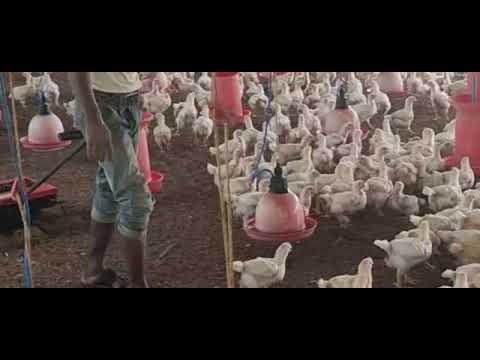 Poultry Farm Raking Machines