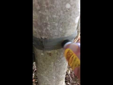 download lagu mp3 mp4 Vanilla Cover Scent Recipe, download lagu Vanilla Cover Scent Recipe gratis, unduh video klip Vanilla Cover Scent Recipe