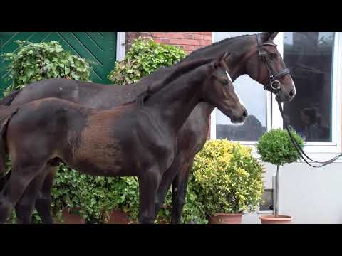 Holsteiner Elite-Fohlenauktion | Nr. 05 v. Uriko - Ramirado