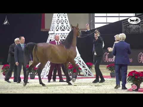 N 92 EMPIRIAL BABEL   World Arabian Horse Championship 2022   PARIS   Junior Colts Section A Class 5
