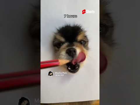 This looks pawsome 🐶 @MochaPom  #Shorts