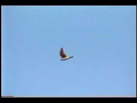 Prairie Falcon — divočí pohľad
