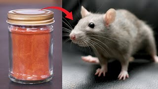 How To Get Rid Of Rats   Keep Mice Rodent Away Naturally In Walls Ceiling & Garden Without Poison