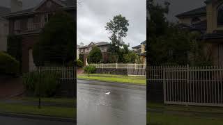 Download lagu Beautiful suburbs in Melbourne #australia #australiansuburbs #winter mp3