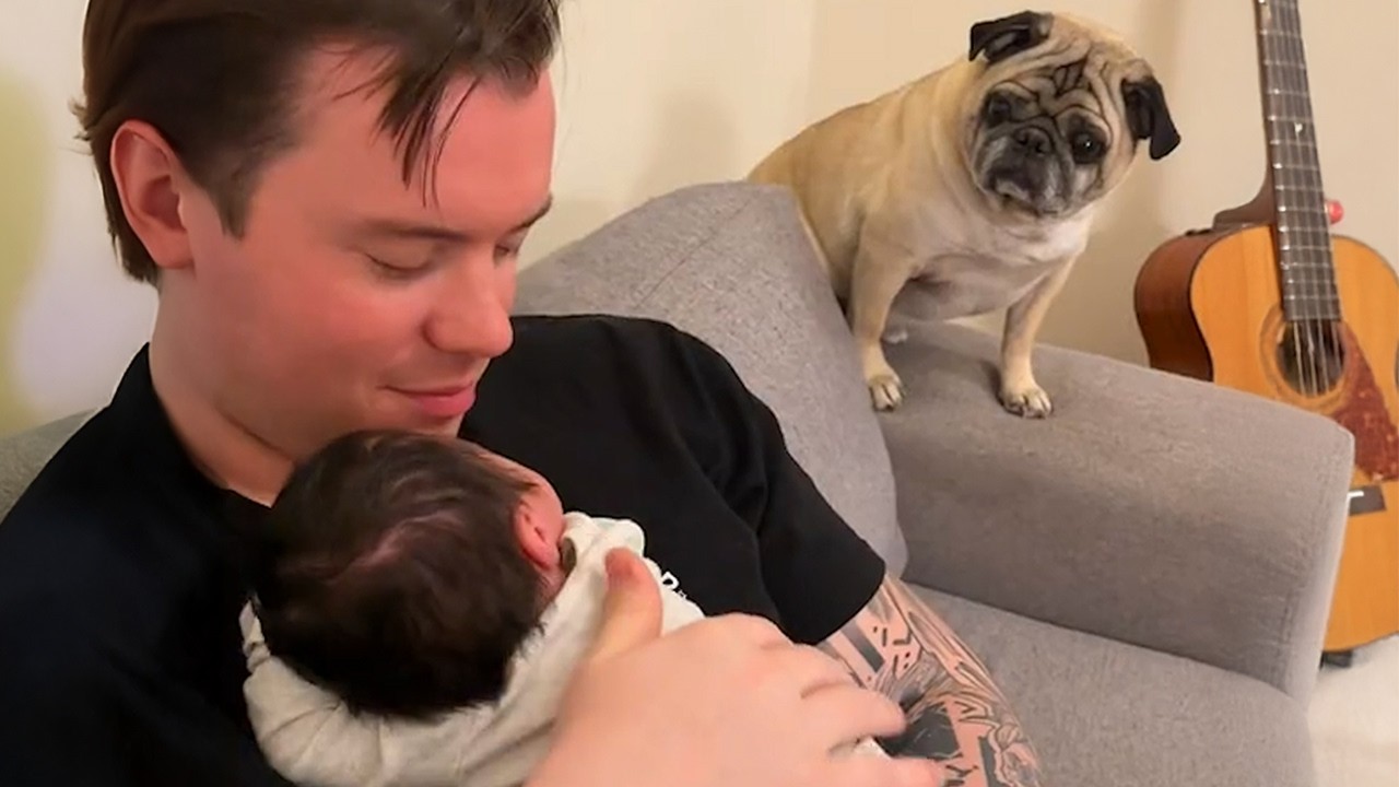 Hilarious Dogs Are Meeting Their New Baby Brother for the First Time! 🤣