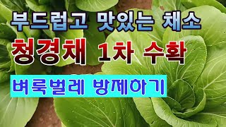 [텃밭농부 1,497]  맛있는 채소 청경채. 첫번째 수확하고 벼룩벌레 방제하기 #청경채재배