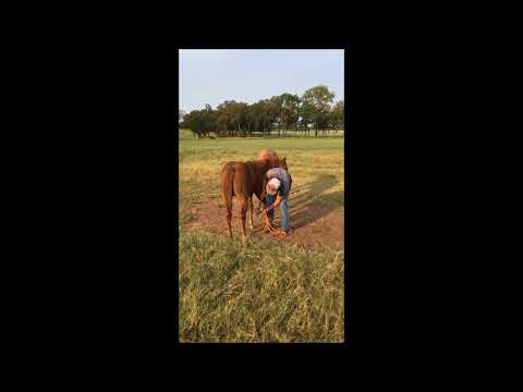 Clinton Anderson: Training Young Horses to Stand for the Farrier - Downunder Horsemanship
