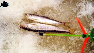 Рыбалка ягорка северодвинск