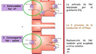 Función Tubular - Digestivo, Renal y Endócrino