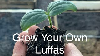 How to Sow Luffa Seeds