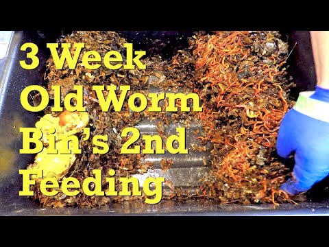 1676 red wiggler worms in 3 week old system get 2nd feeding - vermicompost