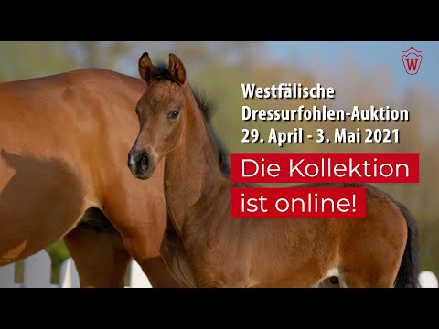 Trailer Dressurfohlen-Auktion