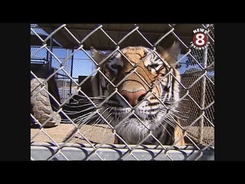 Lions Tigers & Bears the San Diego Animal Sanctuary 2005 - YouTube