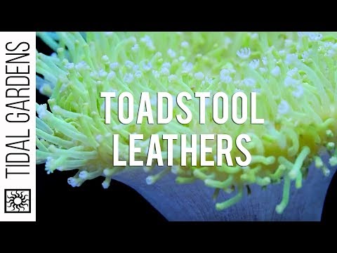 Sarcophyton Toadstool Leather Corals