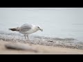 Ring Billed Gull Larus Delawarensis Magee Marsh USA Ohio 16 5 2023