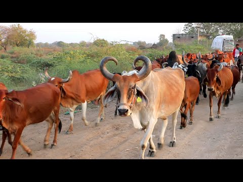 indian gir cow of  Villages || Village life in gujarat HD VIDEO 2021