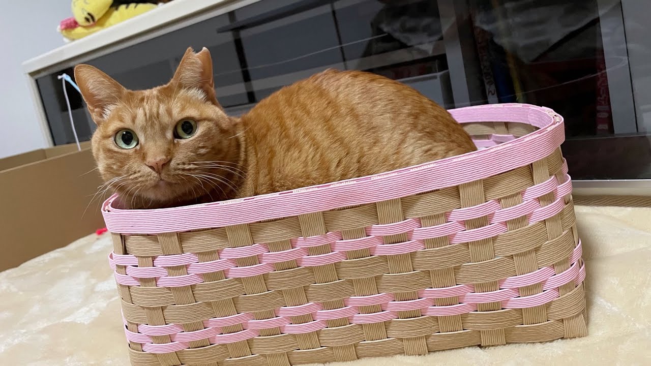 念願のかんご🧺編んでもらったよ😻　【本家】うめしゃん