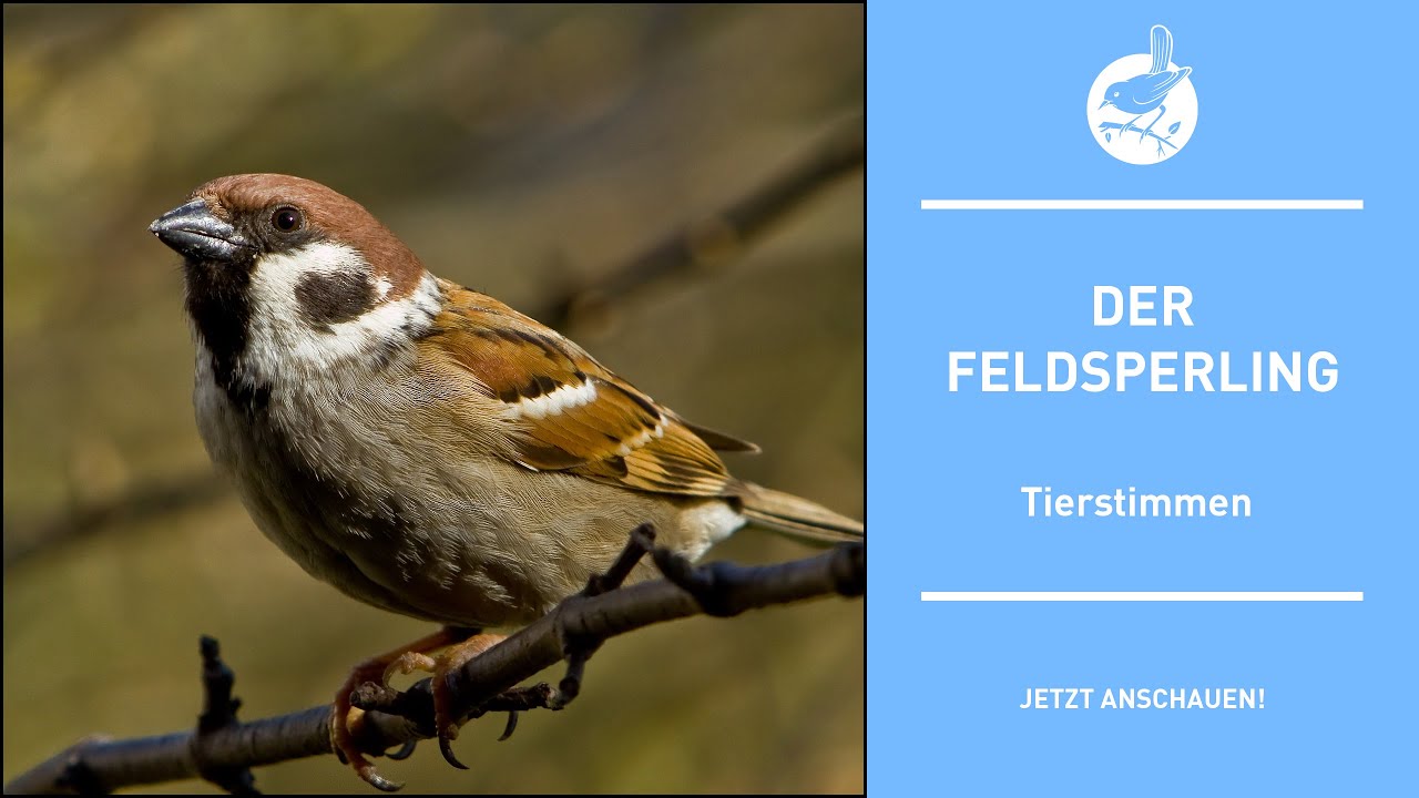 Vogelstimmen: Der Feldsperling - Tree sparrow - Passer montanus (4k)