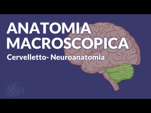 CERVELLETTO - Anatomia macroscopica e funzionale - Neuroanatomia
