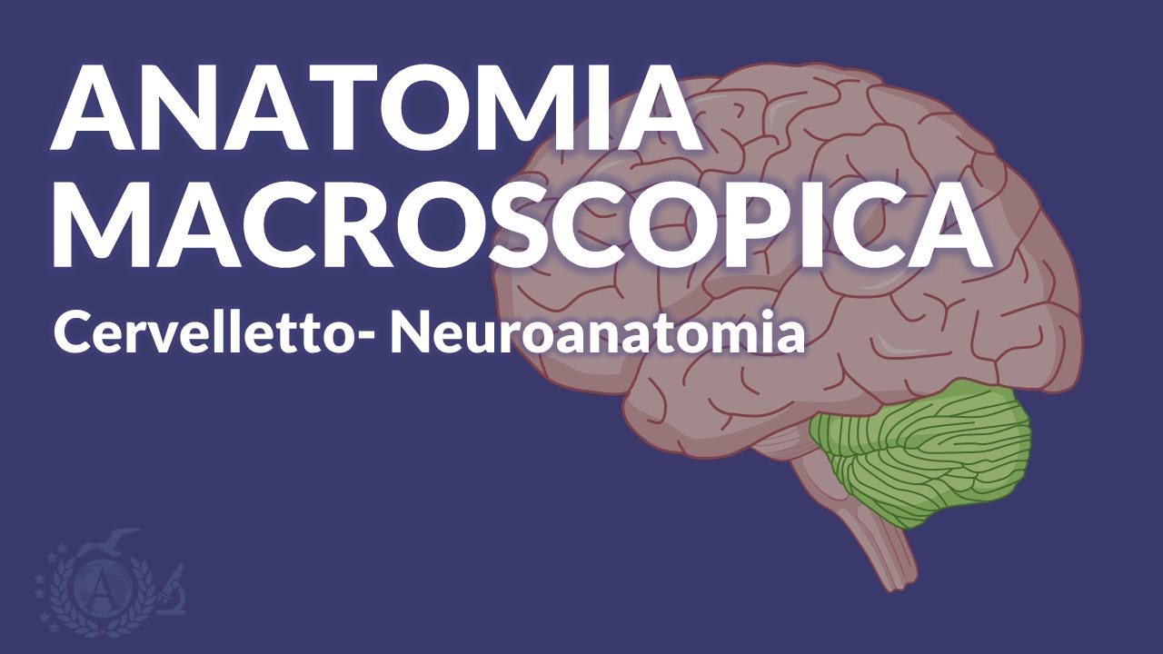 CERVELLETTO - Anatomia macroscopica e funzionale - Neuroanatomia