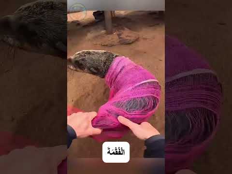 دور المنقد الاكبر في الحياة 🤔🤔 #shortvideo