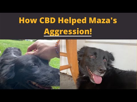 How CBD helped this dog with aggression.