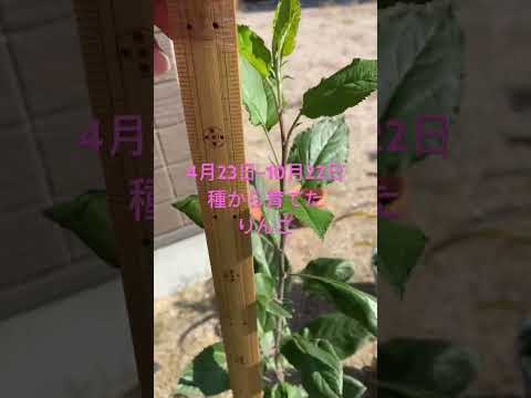 クラブアップル「ルドルフ」 植物