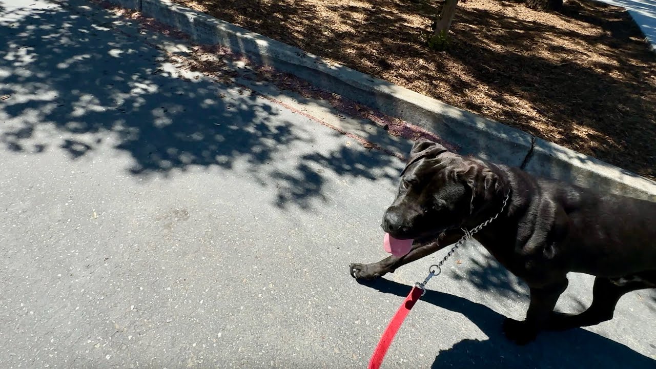 Dozer - ECAS, a Adoptable mixed breed in Pleasanton, CA video 6/6