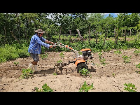 Cultivando roçado feijão na Clarinha Itapetim PE em 1003-26