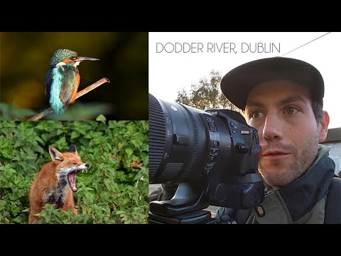 Irish Wildlife - River Dodder, Kingfisher & Fox.