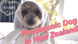 【YouTube-Dog walk in New Zealand】A Life with Dogs: A Tale of Love and Bonds