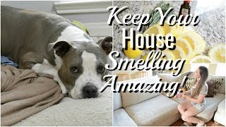 How To Make Your House Smell Good With Dogs!